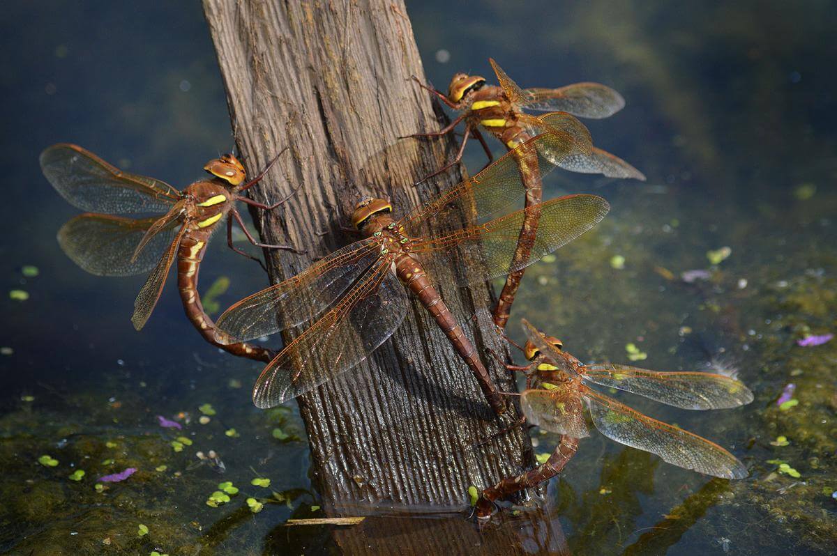 Group of Aeshna grandis by A Davies